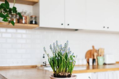 Modern beyaz u şeklinde mutfak İskandinav tarzı. Açık raflar bitkiler ve kavanozlar mutfakta. Dünya gün kavramı Eko dostu ev
