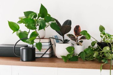 Farklı houseplants kazık kitap ve siyah sulama ahşap raf düzenlenmiş olabilir. Scandinavina iç detay