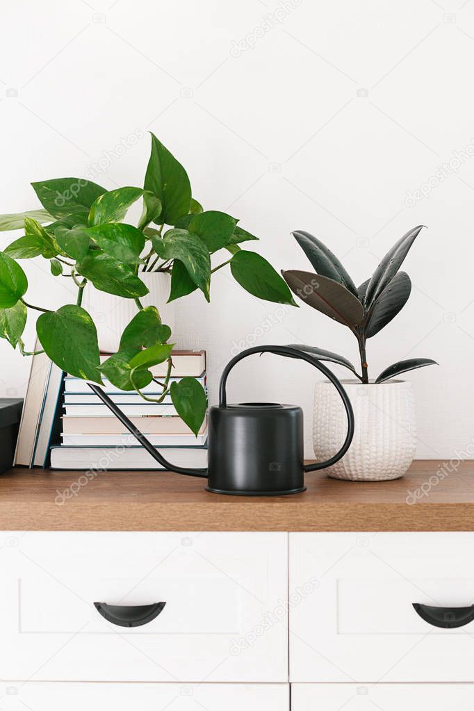 Different houseplants, pile of books and black watering can arranged on the wooden shelf. Scandinavina interiors detail