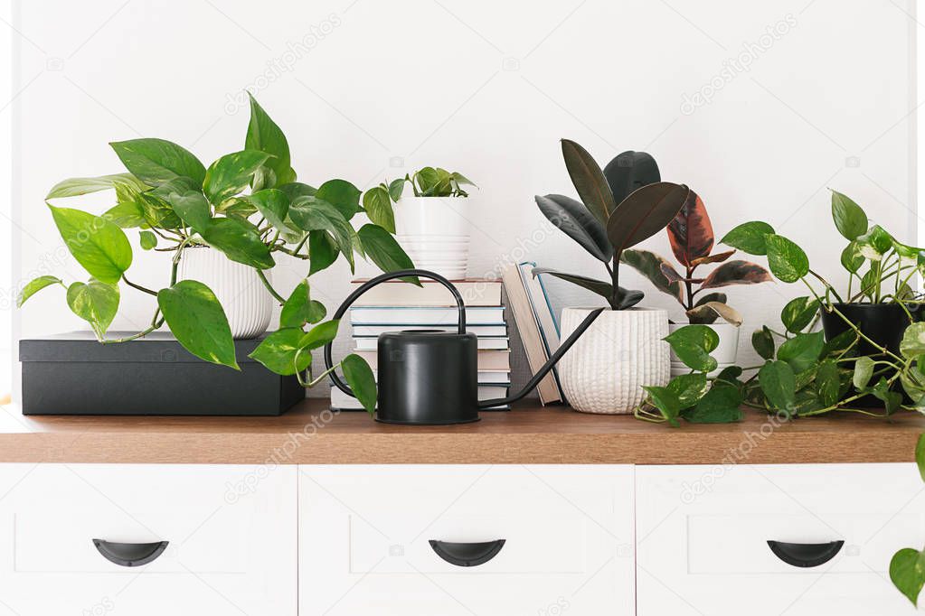 Different houseplants, pile of books and black watering can arranged on the wooden shelf. Scandinavina interiors detail