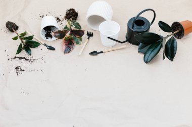 Bahçecilik aletleri, başka türlü ficus, beyaz saksı, buruşuk Kraft kağıt kopya alanı ile üzerinde siyah sulama olabilir. Büyüyen houseplant