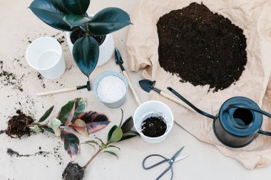 Bahçecilik aletleri, başka türlü ficus, beyaz saksı, buruşuk Kraft kağıt kopya alanı ile üzerinde siyah sulama olabilir. Büyüyen houseplant