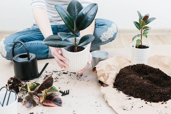 Unrecognizable woman transplanting ficus houseplants sitting on wooden floor. Woman's hands transplanting plant a into a new pot. Home gardening relocating house plant