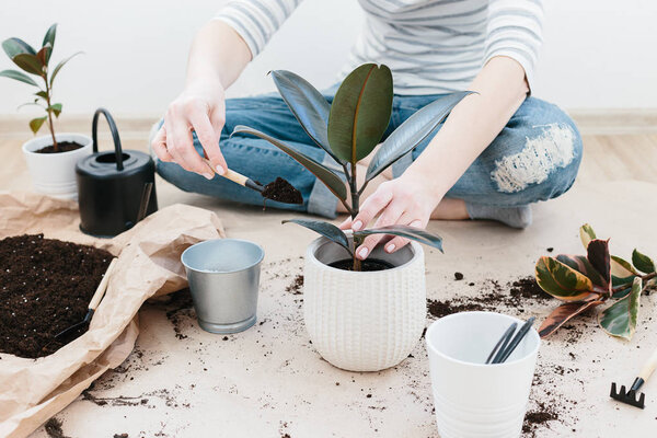 Unrecognizable woman transplanting ficus houseplants sitting on wooden floor. Woman's hands transplanting plant a into a new pot. Home gardening relocating house plant