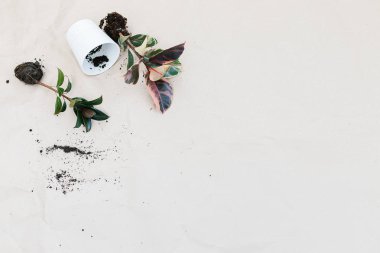 Ficus, beyaz saksı buruşuk Kraft kağıt kopya alanı ile Tarih başka türlü. Büyüyen houseplant