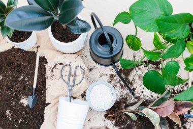 Bahçecilik aletleri, ficus, Scindapsus, başka türlü çiçek tencere, siyah sulama olabilir kopya alanı ile buruşuk Kraft kağıt üzerinde beyaz. Büyüyen houseplant