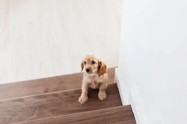 2 ay önce sevimli İngiliz cocker spaniel köpek yavrusu merdivenlerde