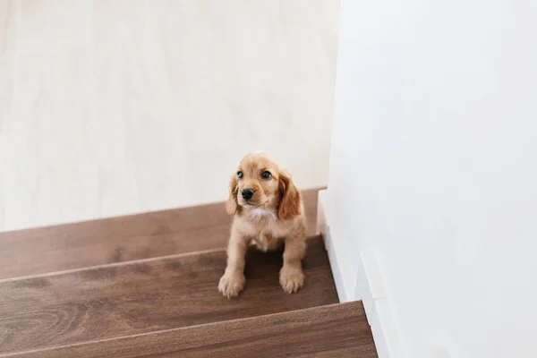 Двухмесячный милый английский кокер спародировал щенка на лестнице — стоковое фото
