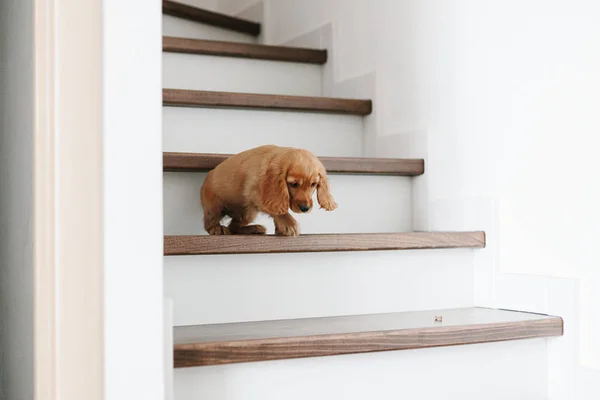 2 Monate alter süßer englischer Cocker Spaniel Welpe auf der Treppe — Stockfoto