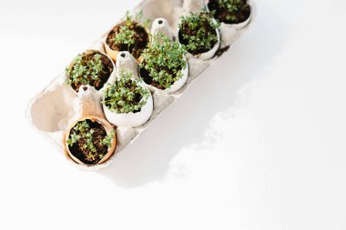 cress salad greens in egg shell