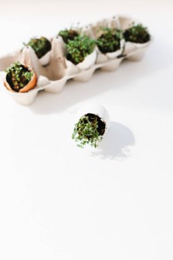 cress salad greens in egg shell