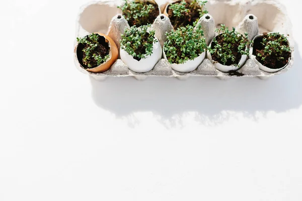 Cress salad greens in egg shell — Stock Photo, Image