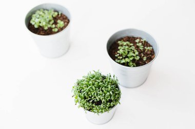 Metal tencere otlar fidanları