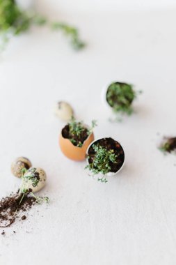 cress salad greens in egg shell