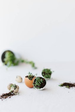 cress salad greens in egg shell