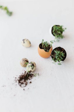 cress salad greens in egg shell