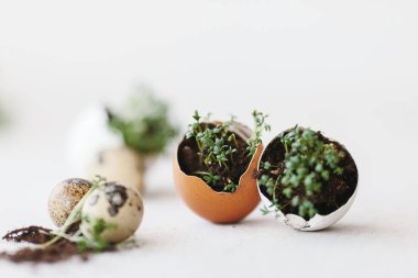 cress salad greens in egg shell