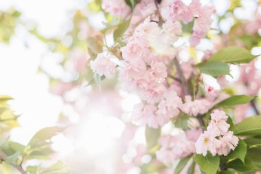 Pembe çiçekli bahar arka plan sanatı.