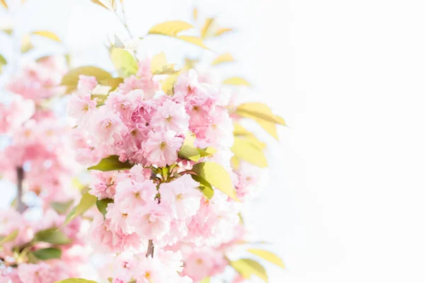 Spring background art with pink blossom. — Stock Photo, Image