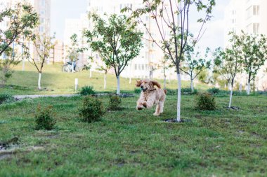 İngiliz cocker spaniel köpek oyuncak topu ile oynuyor