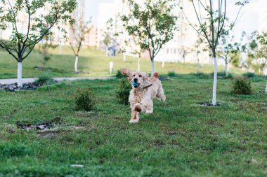 İngiliz cocker spaniel köpek oyuncak topu ile oynuyor