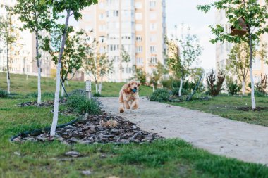 İngiliz cocker spaniel köpek oyuncak topu ile oynuyor