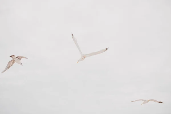 Tre Måsar Den Blå Himlen Följ Ditt Drömkoncept — Stockfoto