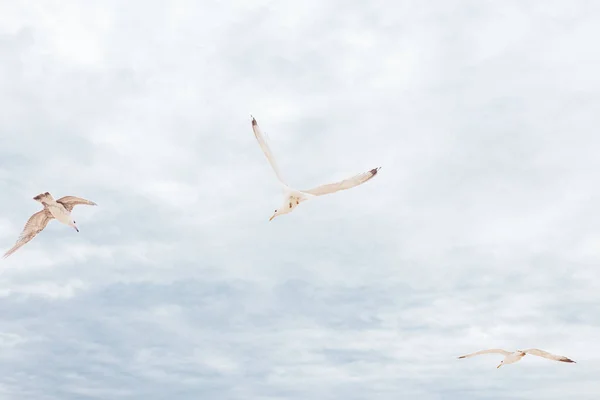 青い空に三つの海のカモメ 夢のコンセプトに従って — ストック写真