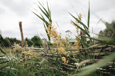 Yeşil kırsal alan. Sirus bulutları ile açık gökyüzü. Idyllic kırsal alanı.