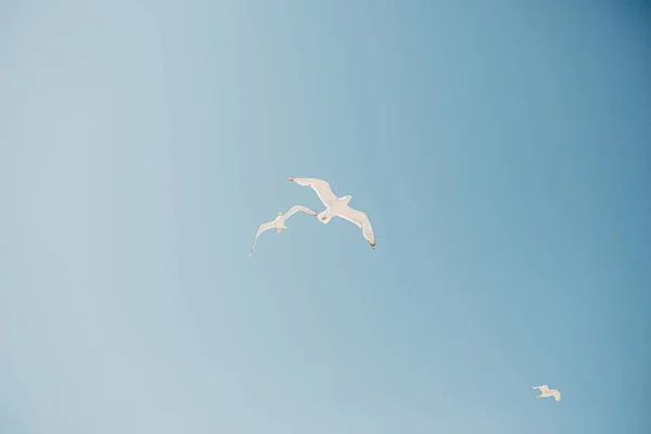 Три Морских Чайки Голубом Небе Следуйте Концепции Вашей Мечты — стоковое фото