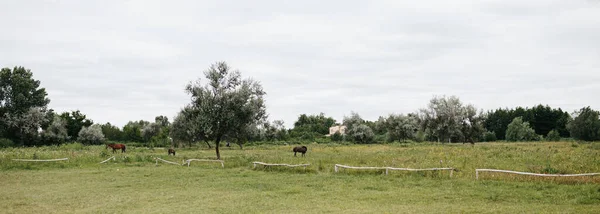Μεγάλο Πανό Πράσινο Πεδίο Υπαίθρου Και Άλογα Ειδυλλιακή Αγροτική Σκηνή — Φωτογραφία Αρχείου