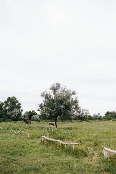 Πράσινη Εξοχή Και Άλογα Ειδυλλιακή Αγροτική Σκηνή — Φωτογραφία Αρχείου