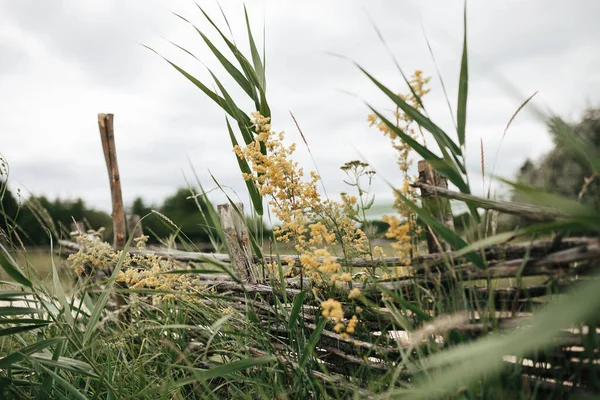 Yeşil kırsal alan. Sirus bulutları ile açık gökyüzü. Idyllic kırsal alanı.