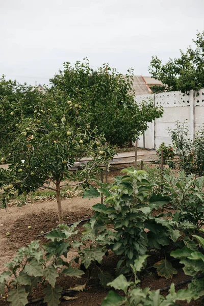 Mini Jabloně Ovocem Rostoucí Zahradě Agroturistika — Stock fotografie