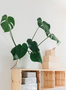 Philodendron Canavarı yaprak bitkisi ahşap rafta saksıda. Ev içi ayrıntılar