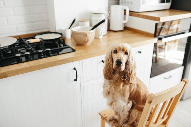 Cocker spaniel köpek krep yemek için bekliyor. Mutfaktaki sandalyede oturuyor. Gerçek hayatta sıradan bir fotoğraf serisi.