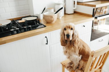 Cocker spaniel köpek krep yemek için bekliyor. Mutfaktaki sandalyede oturuyor. Gerçek hayatta sıradan bir fotoğraf serisi.
