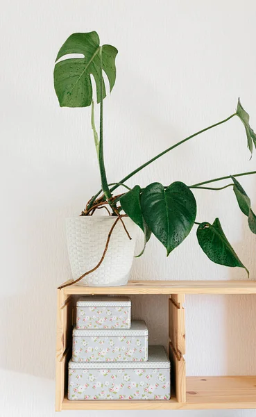 Philodendron Monstera Plante Feuilles Pot Sur Étagère Bois Détails Intérieur — Photo