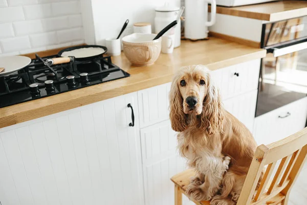 Cocker Spaniel Hund Wartet Auf Pfannkuchen Essen Sitzt Stuhl Der — Stockfoto