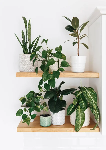 Stylish Green Houseplants Wooden Shelves Modern Room Decor Urban Jungle — Stock Photo, Image