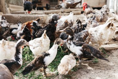 Çiftlikteki hayvanlar için kahvaltı zamanı. Tarım Turizmi