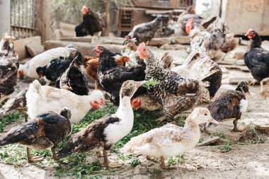 Çiftlikteki hayvanlar için kahvaltı zamanı. Tarım Turizmi