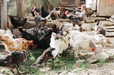 Çiftlikteki hayvanlar için kahvaltı zamanı. Tarım Turizmi