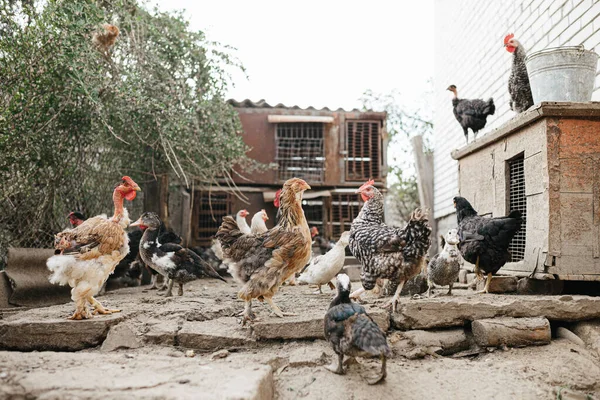 農場での動物の朝食時間 農業について — ストック写真