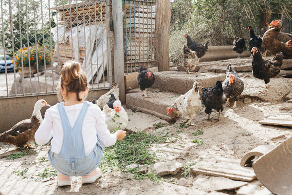Breakfast time for the animals at the farm. Cute little girl feeding chicken and ducks