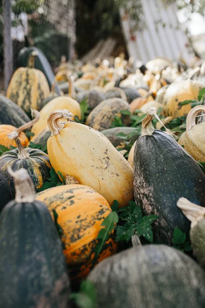 Ripe Fodder Pumpkins Different Shades Shapes Ground Vegetable Garden Pumpkin — Stock Photo, Image