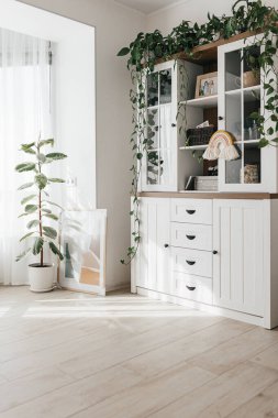 Değişik Ficus elastica bitkisi, açık beyaz oturma odasının iç kısmında kauçuk ağaç.