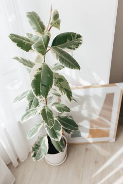 Değişik kauçuk ağacı bitkisi, Ficus elastica çeşitleri. Ev bitkileri kapalı, büyük kapalı bitkiler