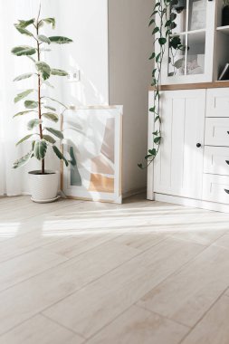 Değişik Ficus elastica bitkisi, açık beyaz oturma odasının iç kısmında kauçuk ağaç.