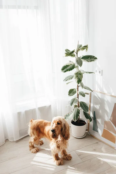 Bunte Ficus Elastika Pflanze Gummibaum Hellweißen Wohnzimmer Interieur — Stockfoto